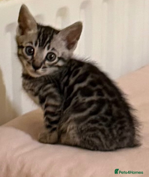 Bengal cats BENGAL 🔥 KITTENS, TICA REGISTERED 🩶  - Advert 11
