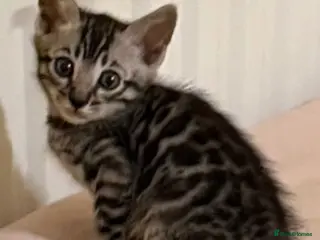 Bengal cats BENGAL 🔥 KITTENS, TICA REGISTERED 🩶 - Advert 1