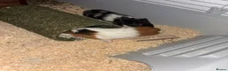 Guinea Pig rodents for sale: 2 male guinea pigs  - Advert 1