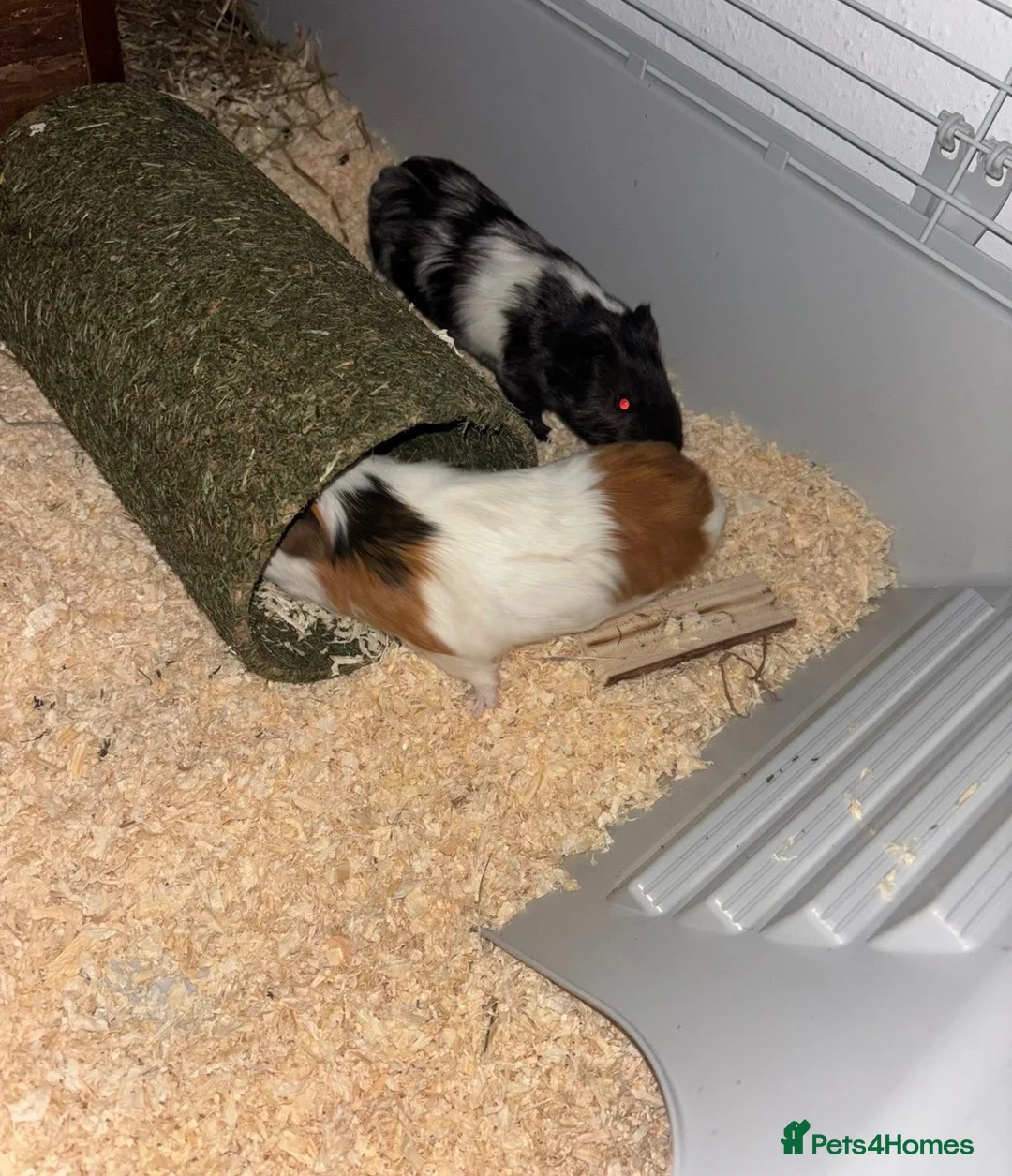 Guinea Pig rodents for sale: 2 male guinea pigs  - Advert 1