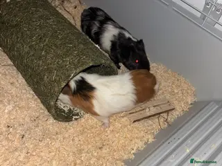 Guinea Pig rodents 2 male guinea pigs - Advert 7