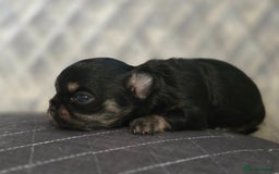 Chihuahua dogs for sale: Kc long haired chihuahua puppy  - Image 1