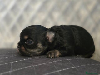 Chihuahua dogs for sale - Advert 1