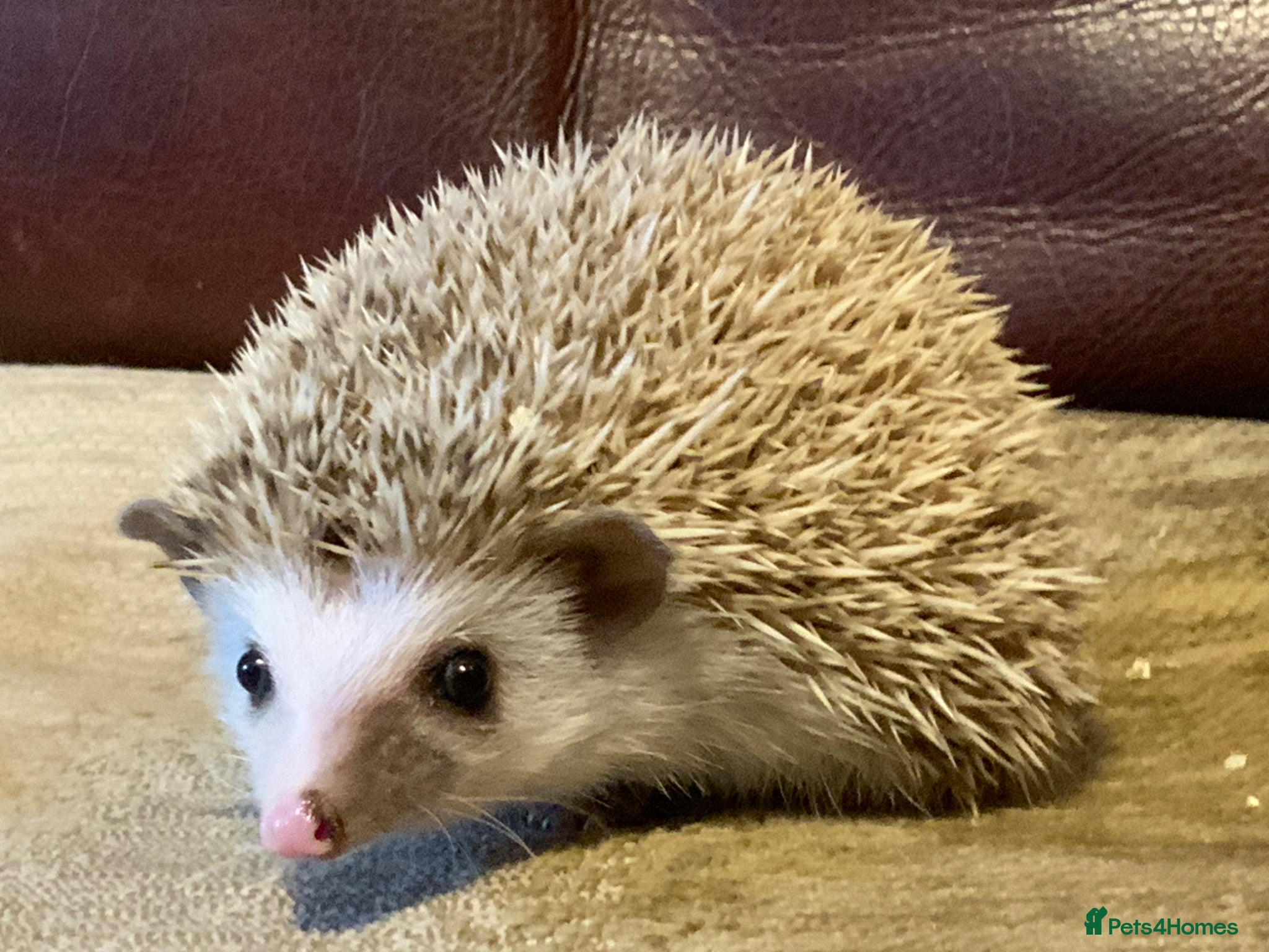 Pygmy Hedgehog rodents Pygmy Hedghogs mixed colours  - Advert 2