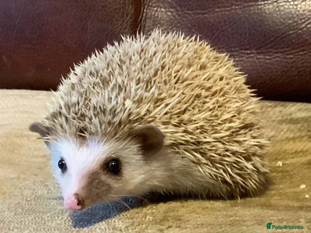 Pygmy Hedgehog rodents for sale: Pygmy Hedghogs mixed colours  - Advert 1