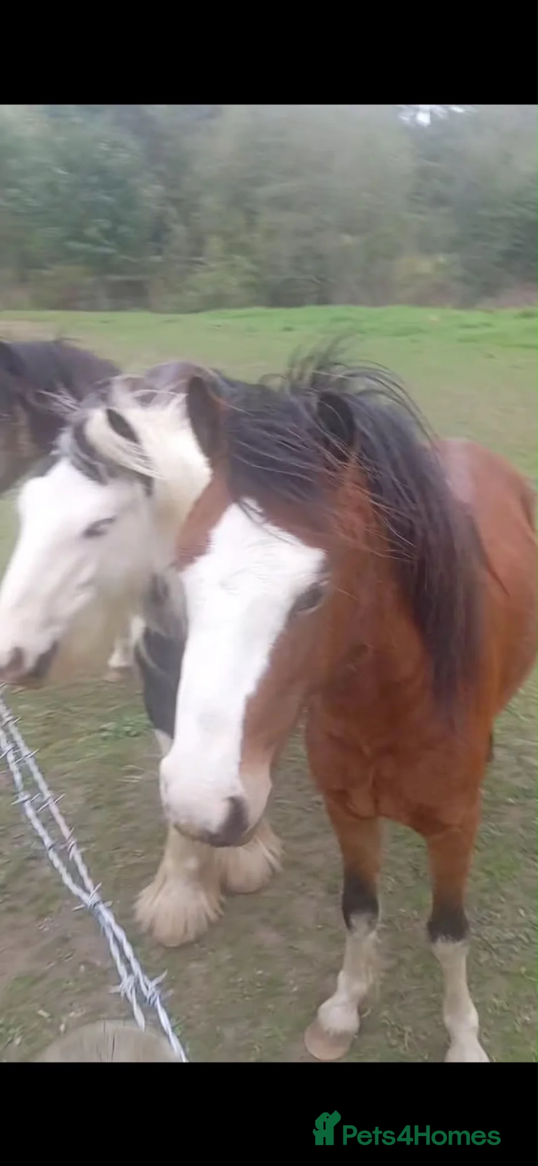 Welsh Section A horses for sale: Welch section a colt - Advert 3