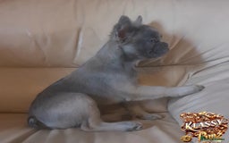 French Bulldog dogs for sale: KLASSY BULLZ KENNELS - KLASSY PUPZ ✨️ in Beckenham - Image 3