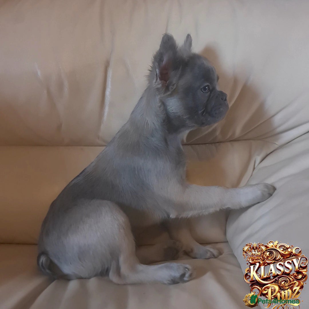 French Bulldog dogs for sale: KLASSY BULLZ KENNELS - KLASSY PUPZ ✨️ in Beckenham - Image 3