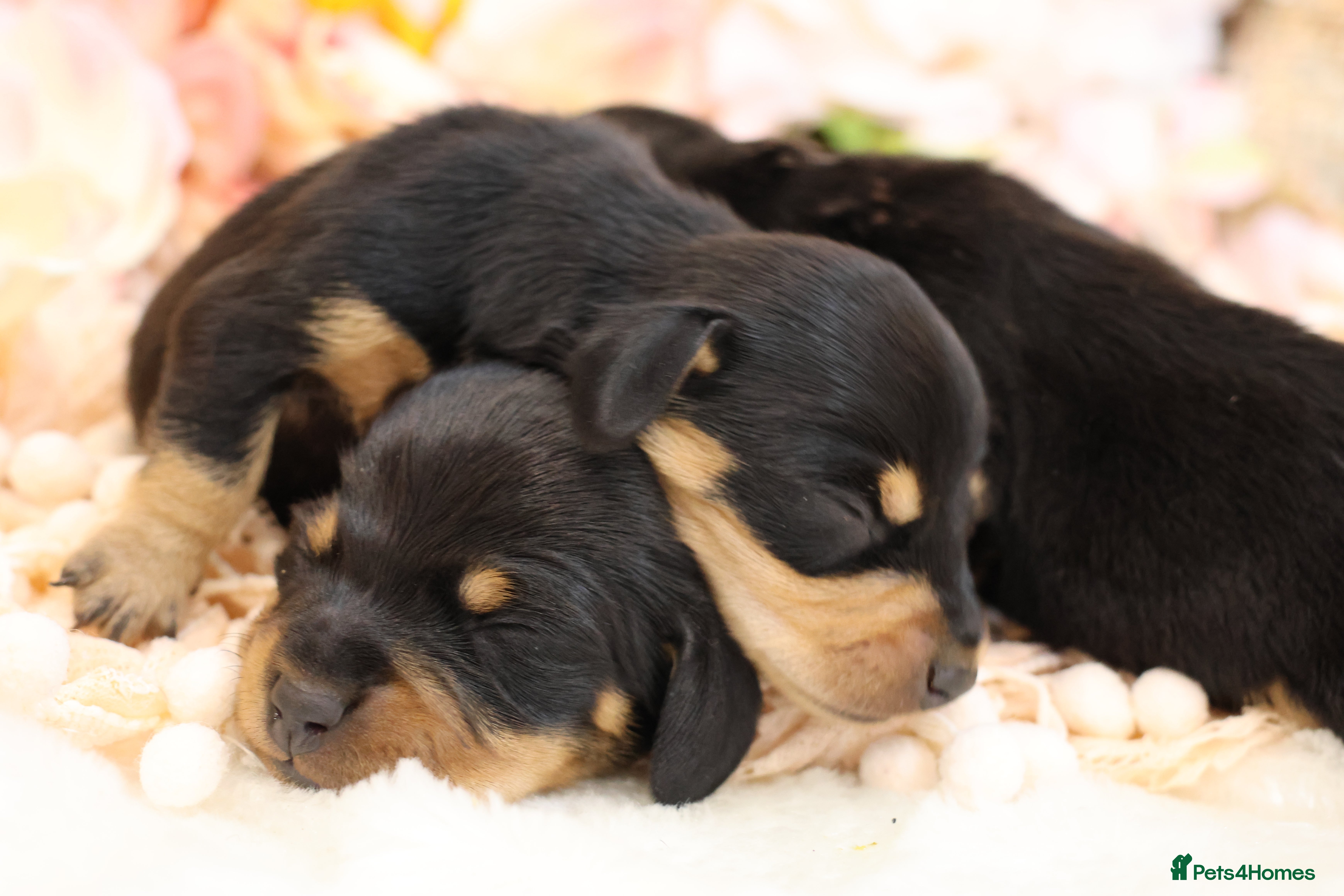 Miniature Dachshund dogs KC Miniature Dachshund Puppies - Advert 4