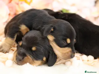 Miniature Dachshund dogs KC Miniature Dachshund Puppies - Advert 4