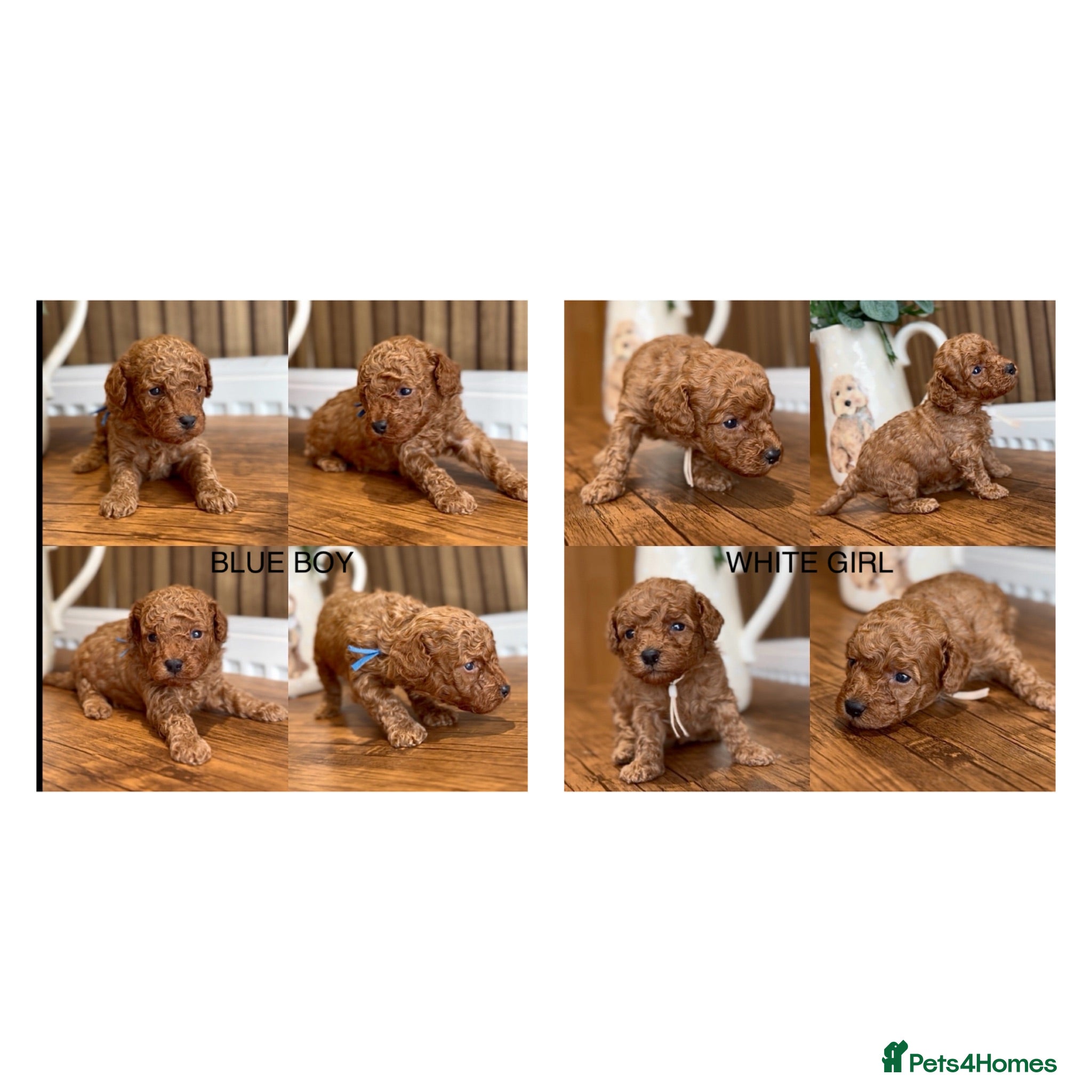 Cockapoo dogs RED TOY COCKAPOO’S 🧡 - Advert 12