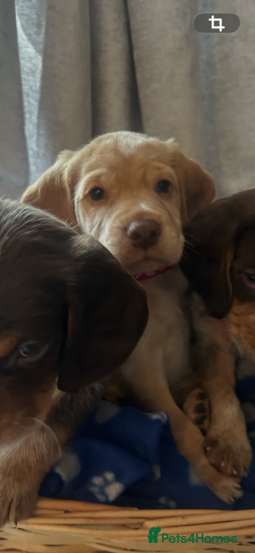 Cocker Spaniel dogs Cocker spaniel puppy’s  - Advert 13