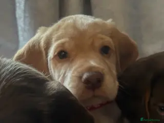 Cocker Spaniel dogs Cocker spaniel puppy’s - Advert 13