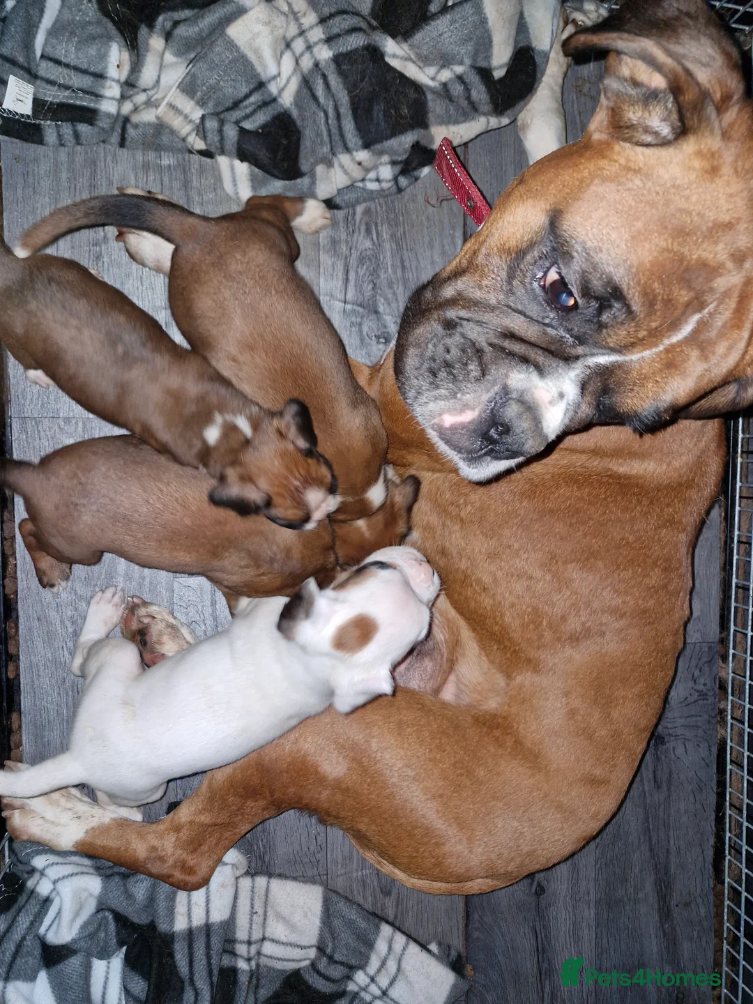 Boxer dogs for sale: Beautiful boxer puppies - Advert 1