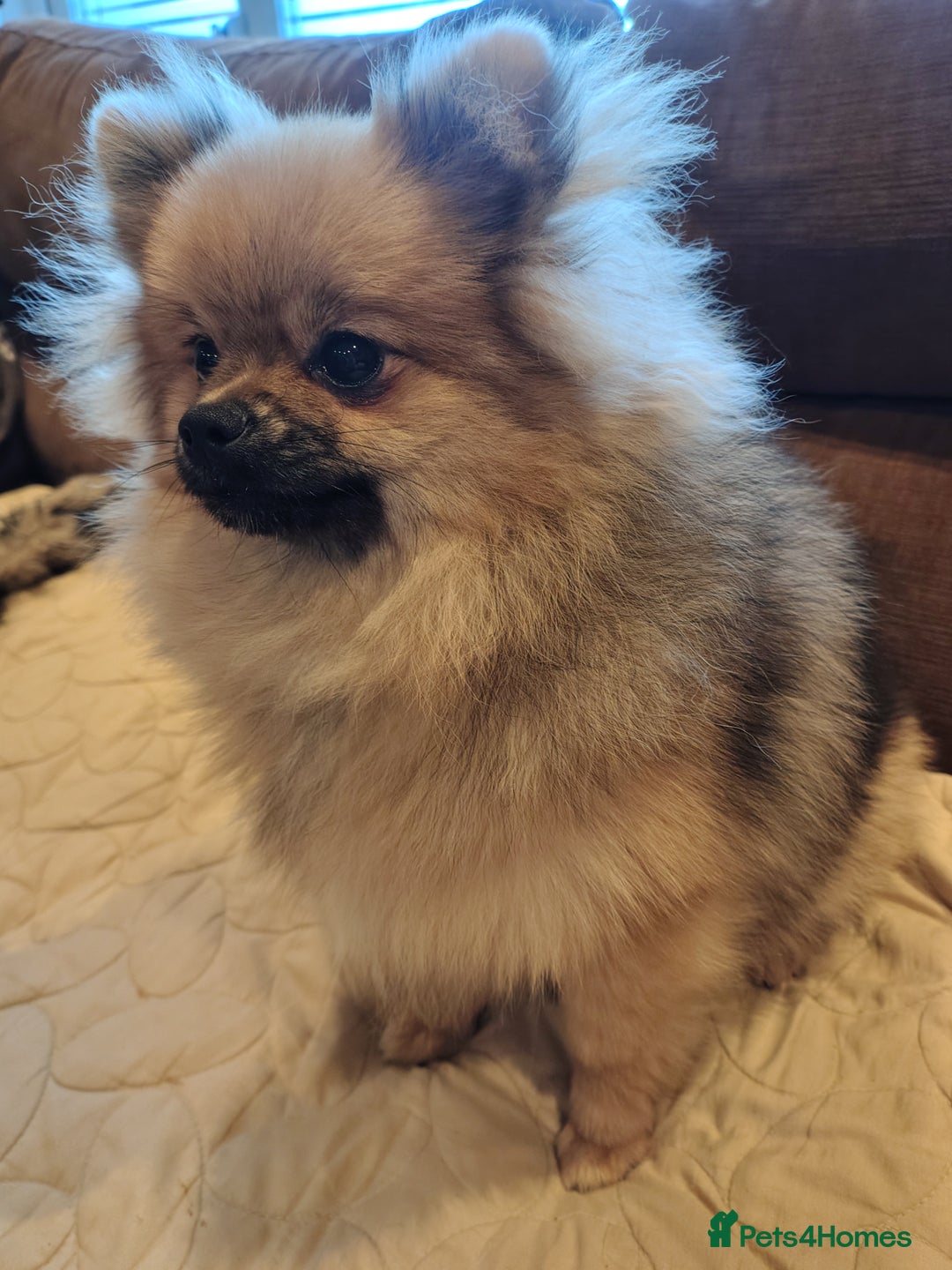Pomeranian dogs for sale: Pom puppys with Kc reg , pedigree for sale - Advert 26