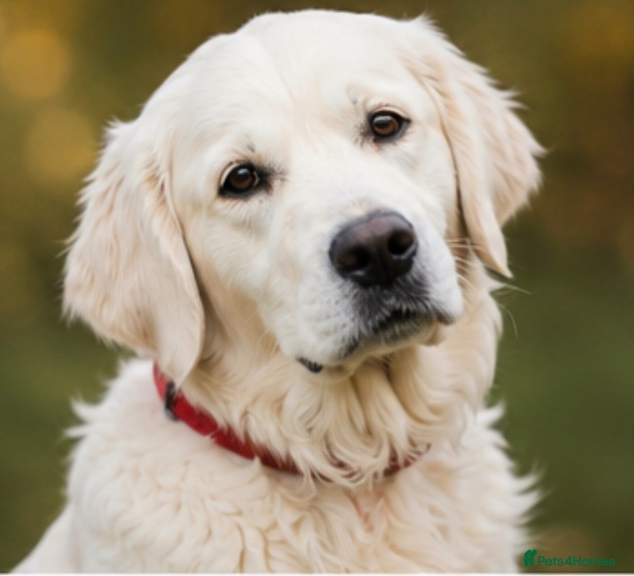 Golden Retriever dogs DNA Health tested - Champion Lines  - Advert 1