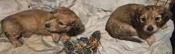 Dachshund dogs for sale: 4 Long Haired Mini Dachshunds beautifully stunning - Advert 27
