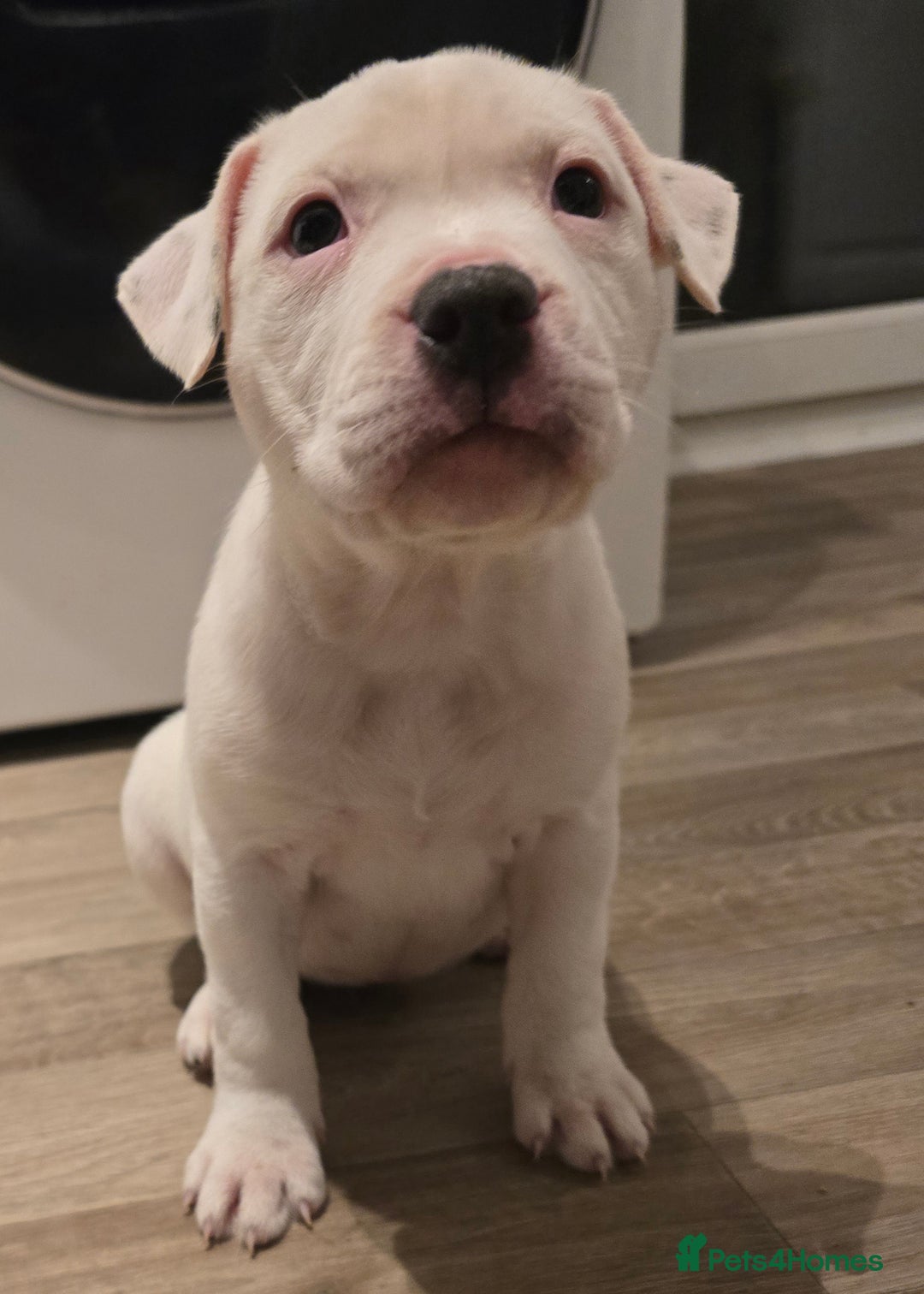 American Bull Staffy dogs for sale: Last one Girl Staffordshire waiting for new home - Advert 8