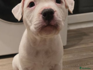 American Bull Staffy dogs STAFF X AMERICAN BULL READY TO LEAVE - Advert 1