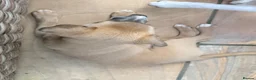 Whippet dogs for sale: Whippet Girl in Colchester - Advert 4