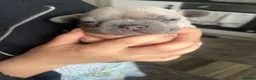 French Bulldog dogs for sale: French bulldogs - Advert 5