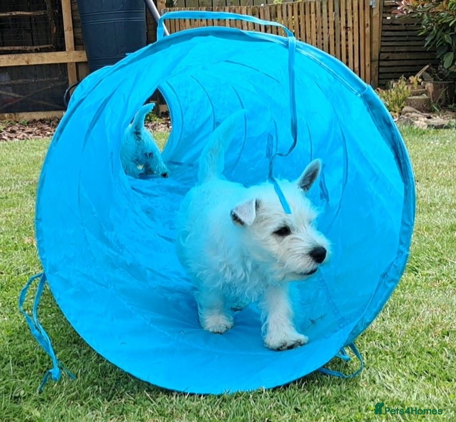 West Highland Terrier dogs West highland white terrier  - Advert 1