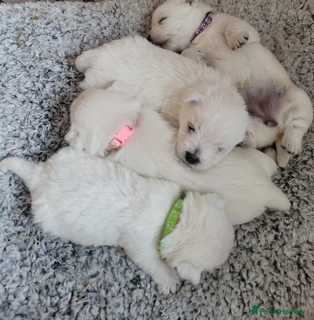 West Highland Terrier dogs for sale: KC registered - Beautiful 2 girls and 2 boys  - Advert 1