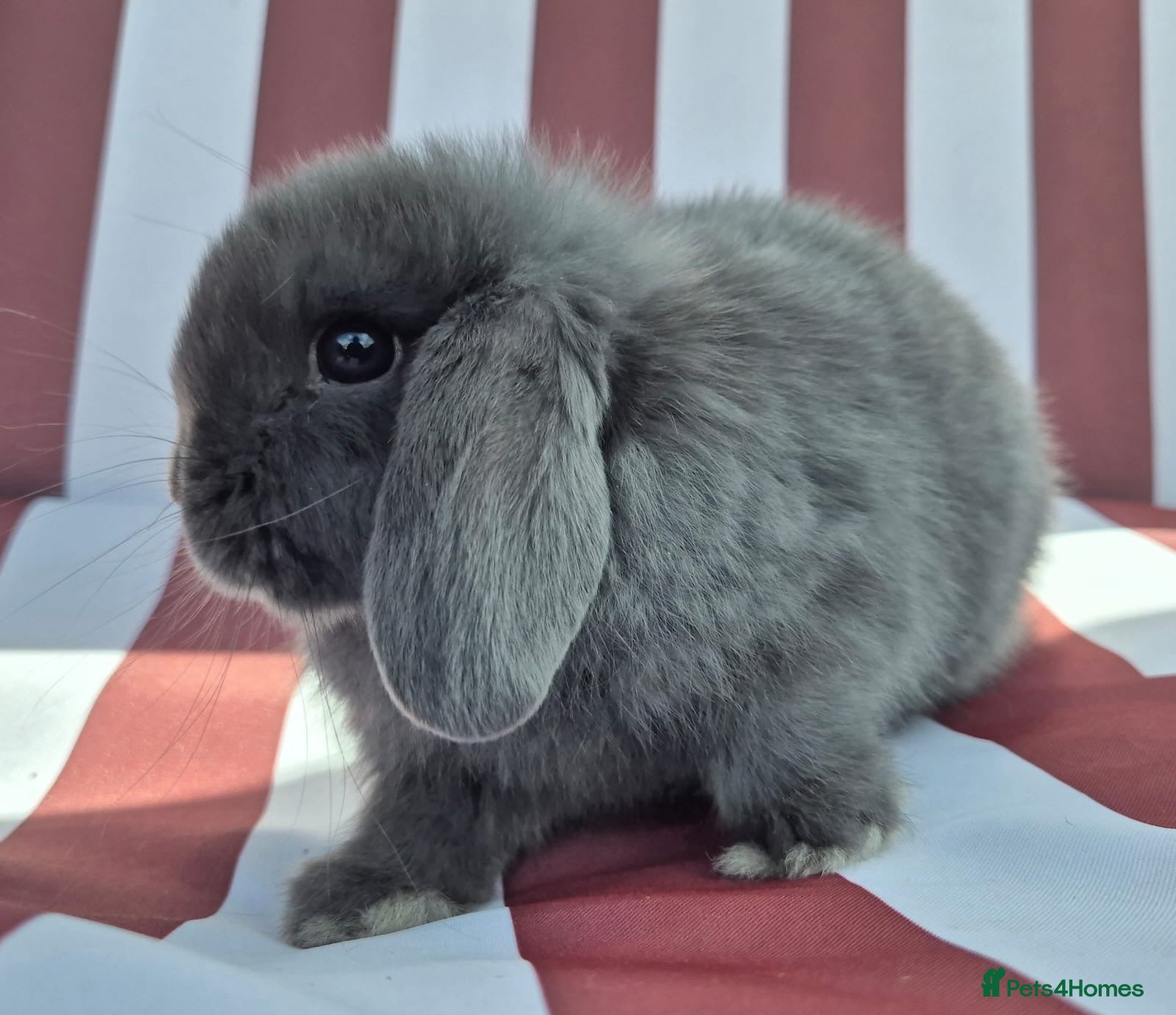 Mini Lop rabbits Mini lops does and bucks 8 weeks old today 08/06 - Advert 2