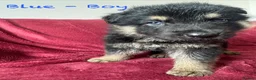 German Shepherd dogs for sale: Stunning Family Raised German Shepherd Puppies - Advert 18