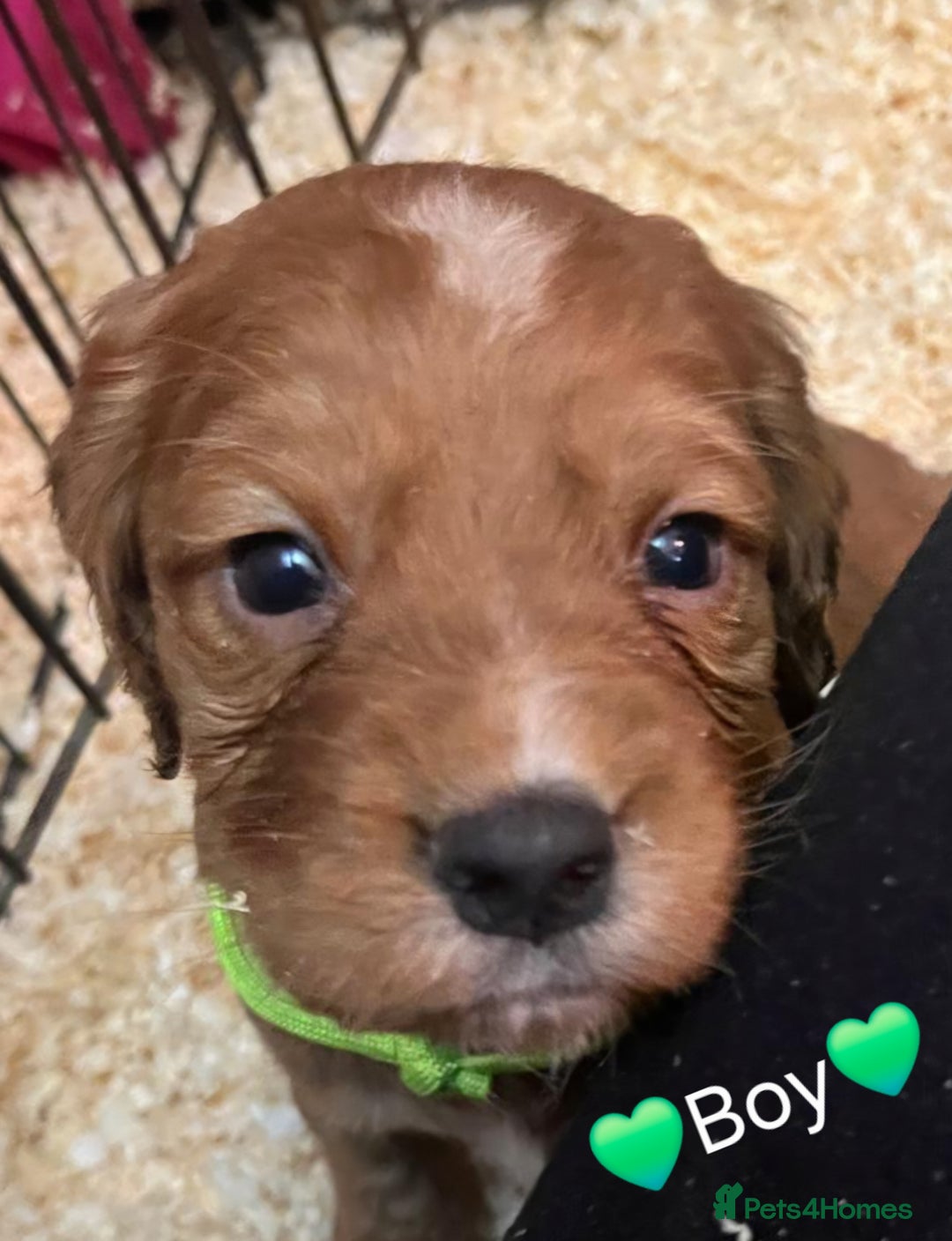 Cocker Spaniel dogs for sale: Gorgeous KC reg red cocker spaniel pups  - Advert 3