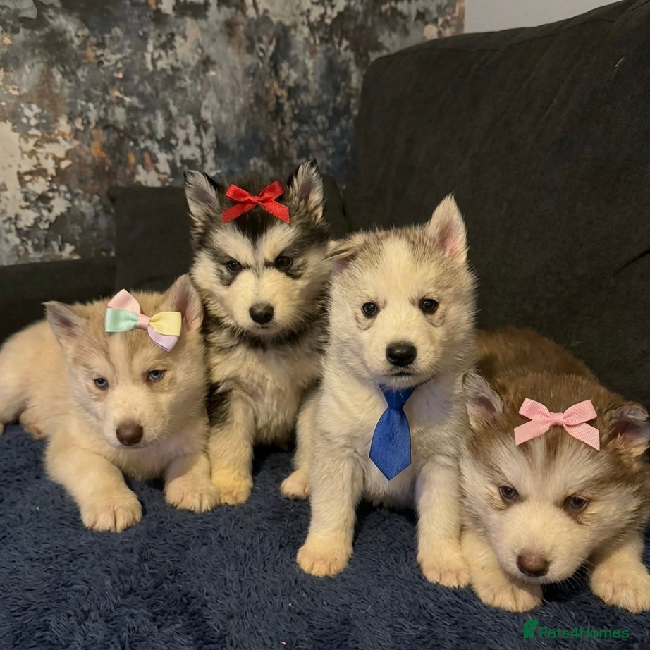 Siberian Husky dogs Husky  - Advert 1