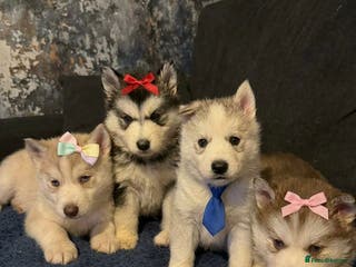 Siberian Husky dogs Husky - Advert 1