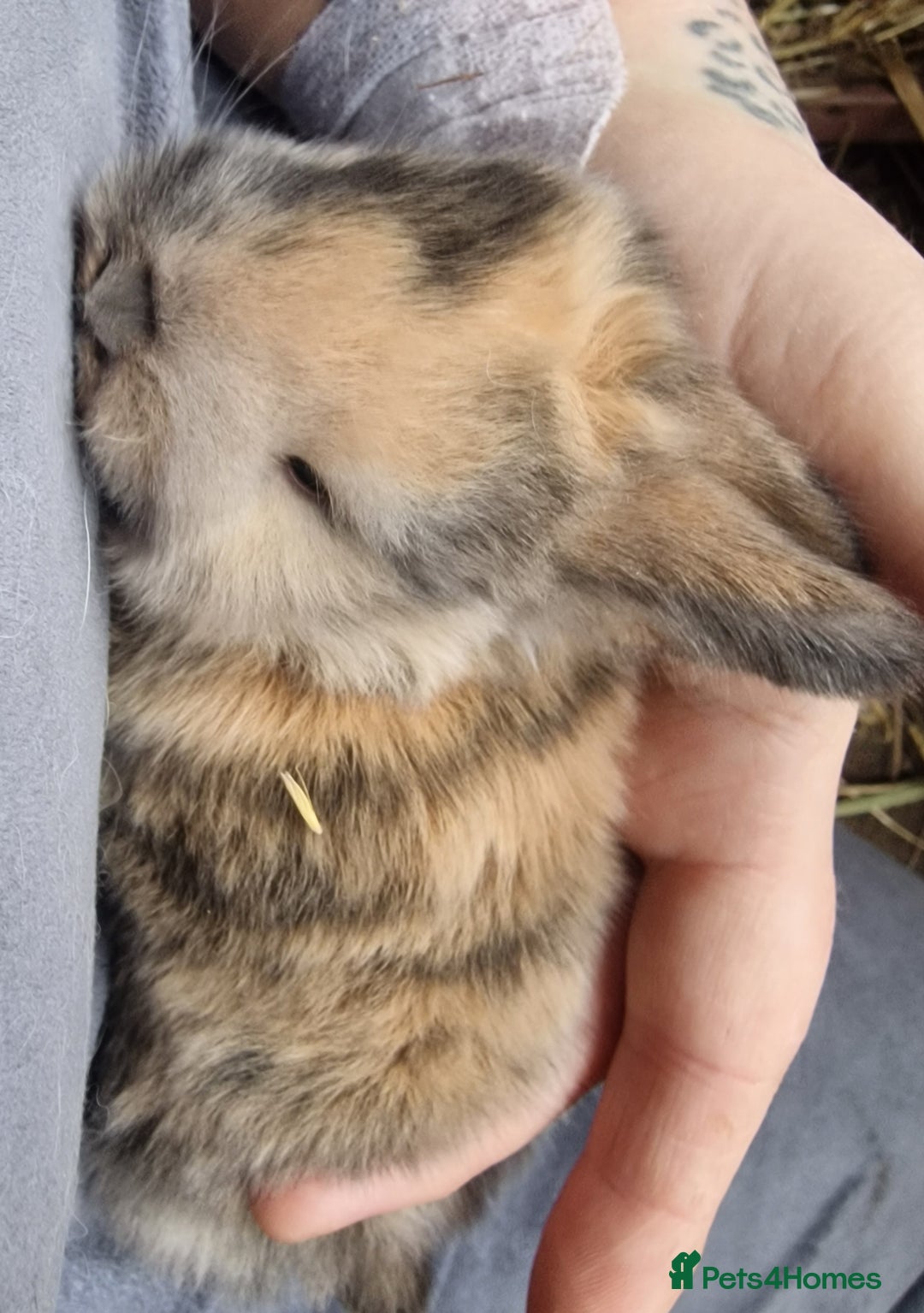 Mini Lop rabbits for sale: Mini lops  - Advert 8
