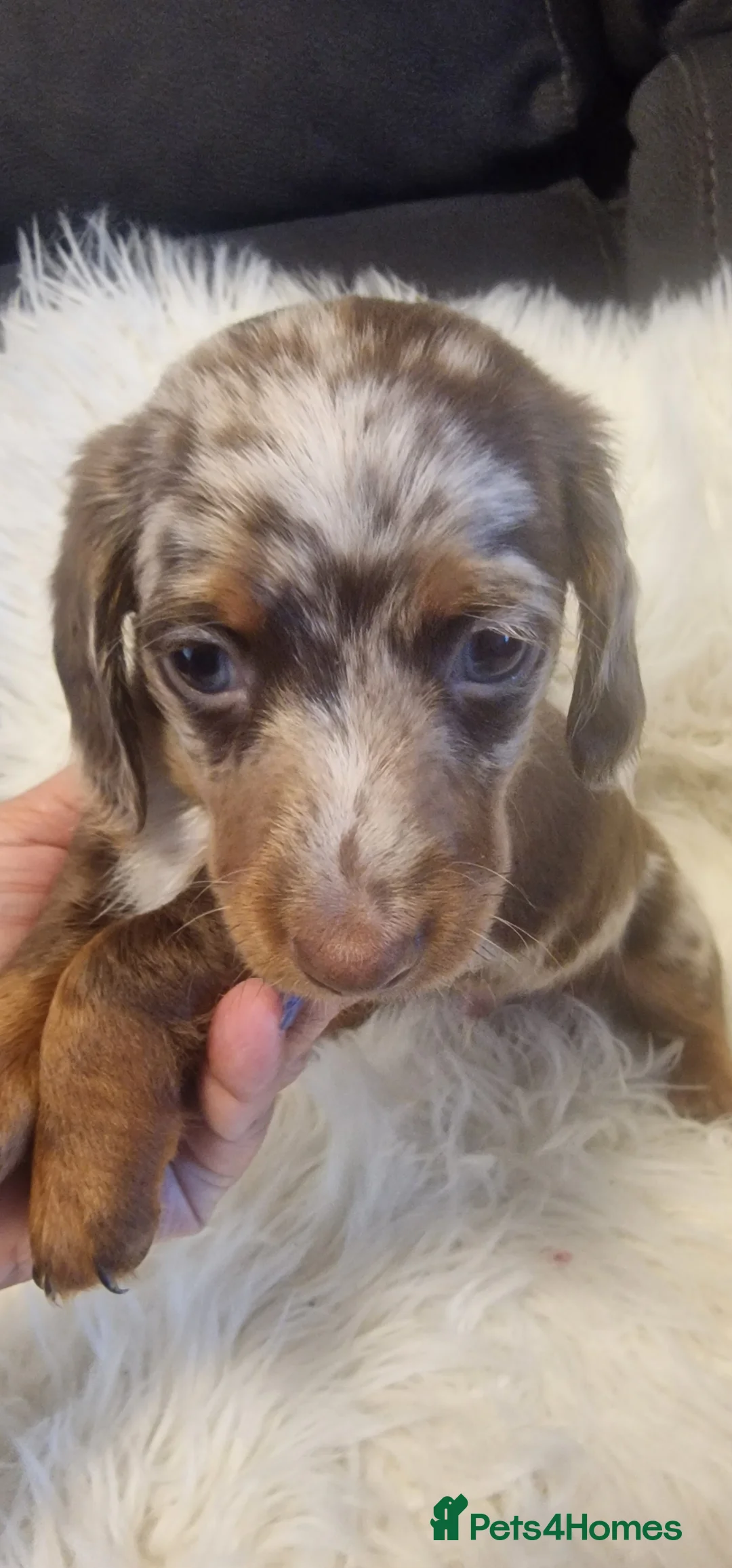 Miniature Dachshund dogs for sale: READY to GO FULL Vac Mini Dachshund smooth  - Advert 31