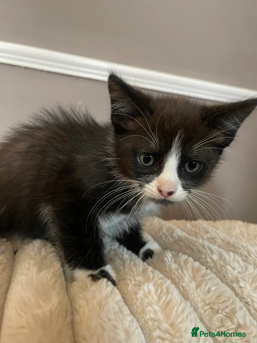 British Shorthair cats for sale: Gorgeous 9 Week Old Black & White Male Kitten - Advert 2