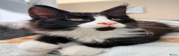Maine Coon cats for sale: 1 Beautiful pedigree FEMALE Maine Coon kitten - Advert 2
