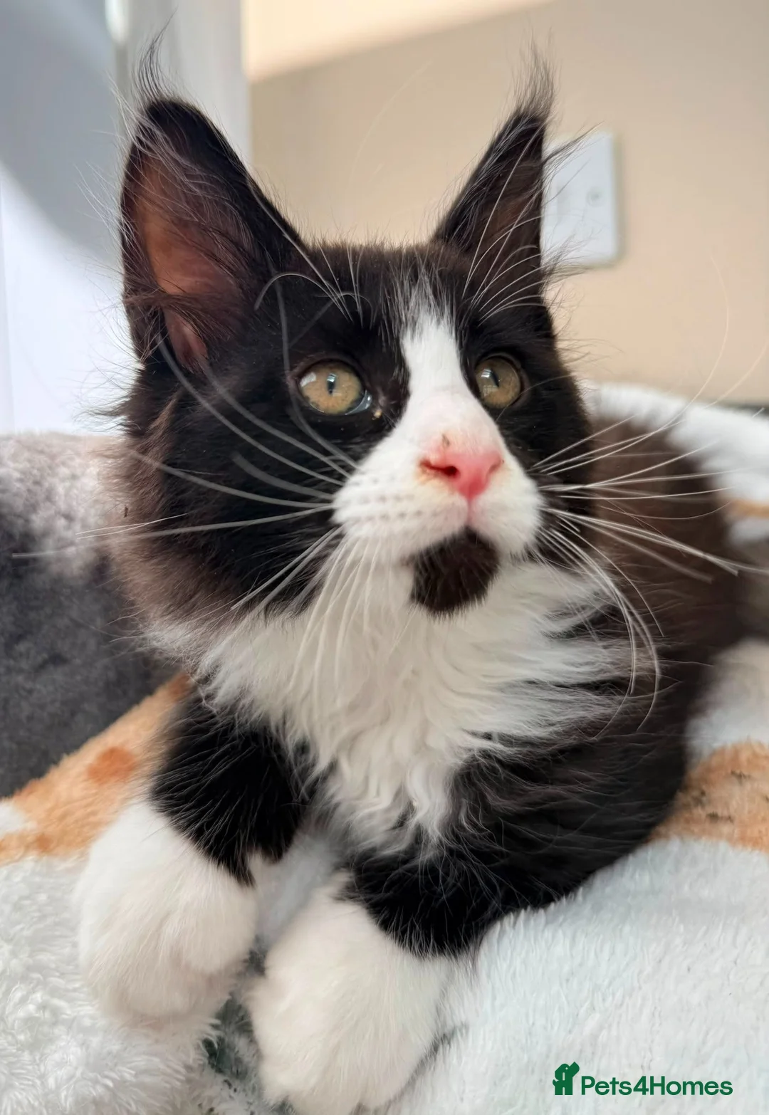 Maine Coon cats for sale: 1 Beautiful pedigree FEMALE Maine Coon kitten - Advert 2