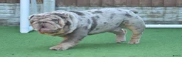 English Bulldog dogs for sale: Like Father Like Son 1 Male pup available in Burnley - Advert 17