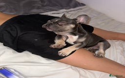 French Bulldog dogs for sale: 2 year old male French bulldog - Advert 4