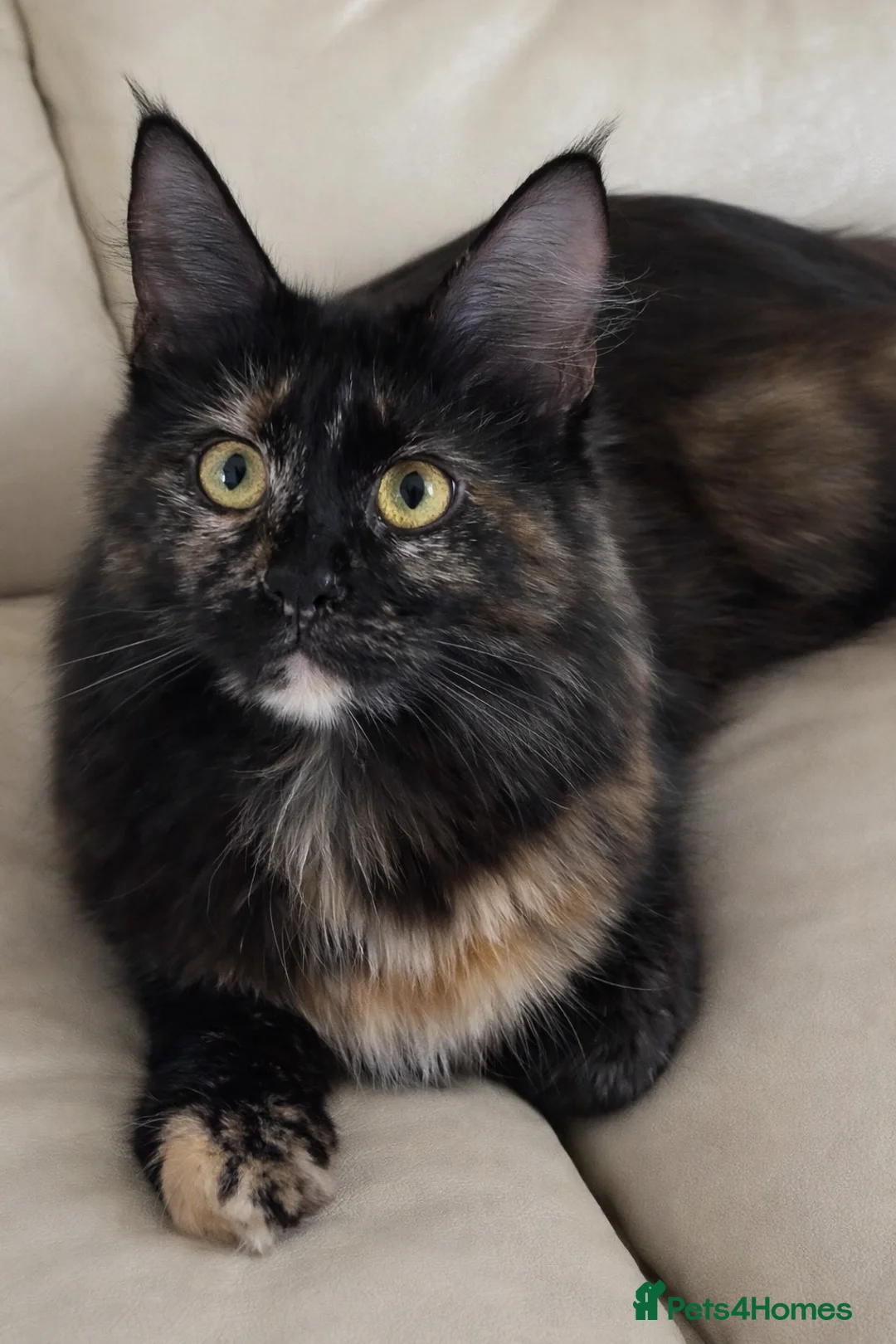 Maine Coon cats for sale: GCCF registered Maine Coons kittens - Advert 2