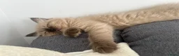 Ragdoll cats for sale: 🤎 READY NOW seal mink sepia cherubim BOY 🤎 - Advert 7