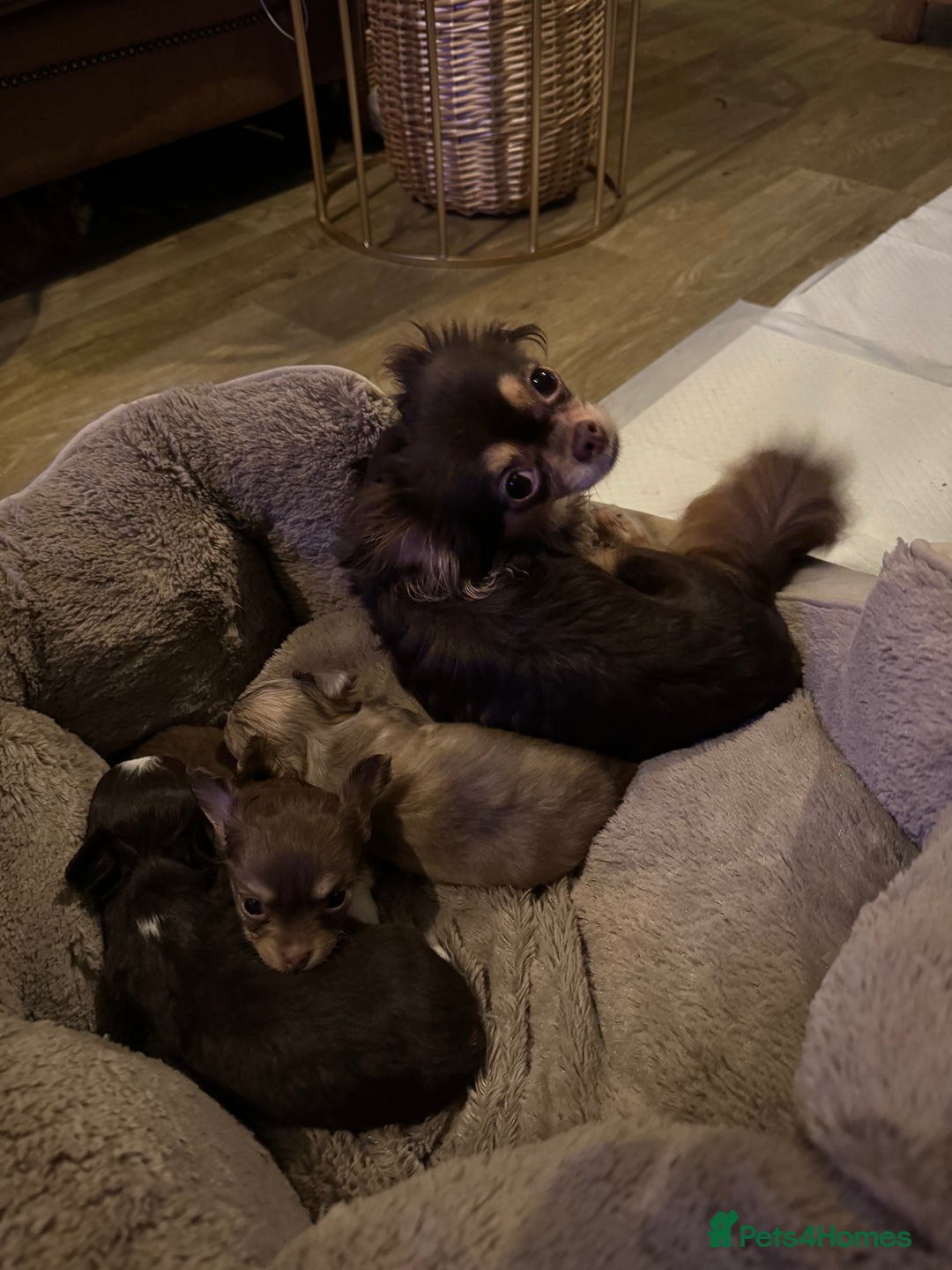 Chihuahua dogs for sale: 3 Long Haired  **  Chihuahua Puppies. 2xF, 1xM - Advert 9