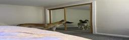 Mixed Breed dogs for sale: German Shepherd / Belgian Malinois  in Larkhall - Advert 2