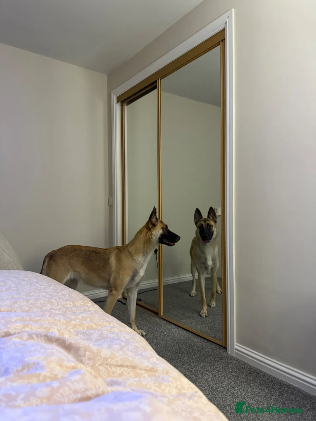 Mixed Breed dogs for sale: German Shepherd / Belgian Malinois  in Larkhall - Advert 2