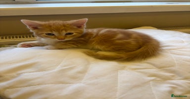 Mixed Breed cats - Advert 3