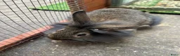 Mixed Breed rabbits for sale: Baby rabbits for sale  - Advert 2