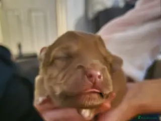 Pomchi dogs Two male pomchi - Advert 1