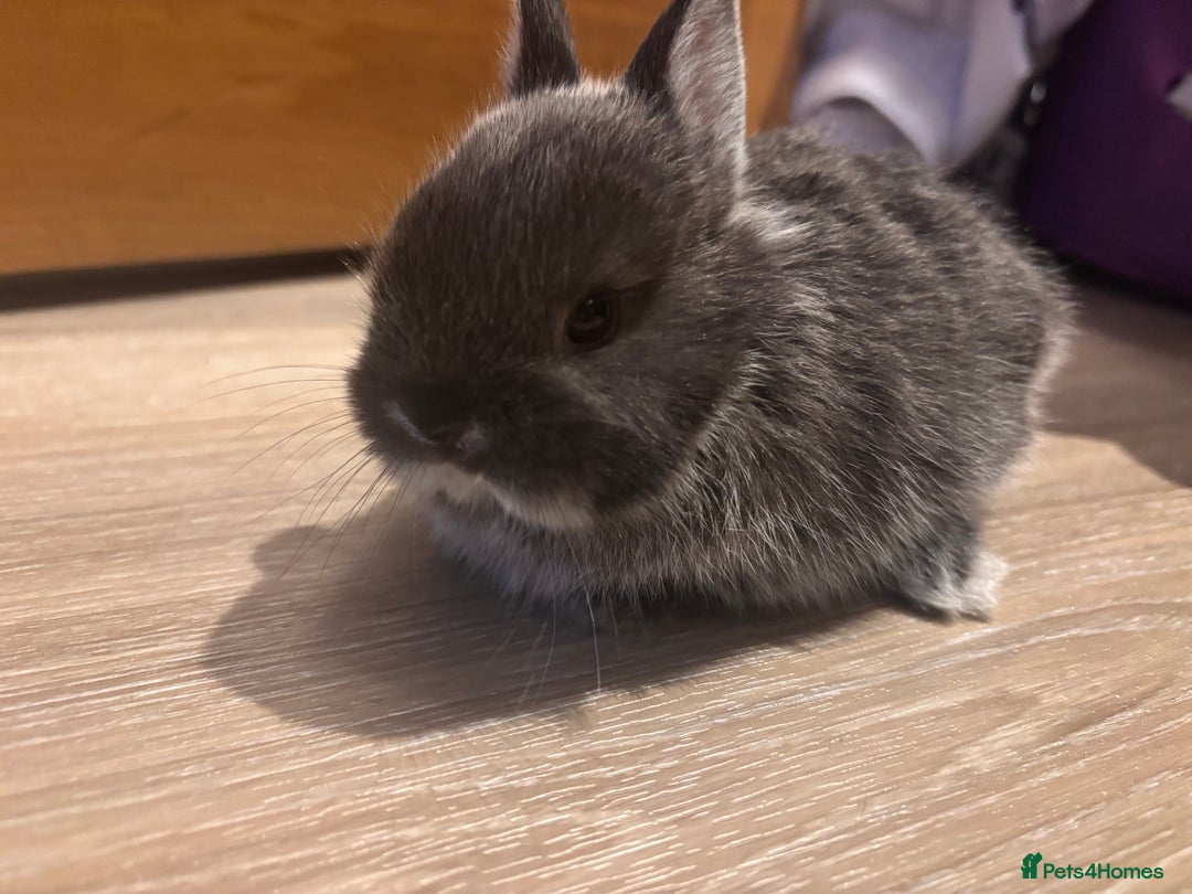 Netherland Dwarf rabbits for sale: Netherland Dwarf Bunnies - Advert 2