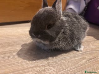 Netherland Dwarf rabbits Netherland Dwarf Bunnies - Advert 11
