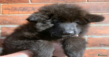 German Shepherd dogs QUALITY LARGE LONG HAIRED BLACK BOY KC REG  - Advert 11